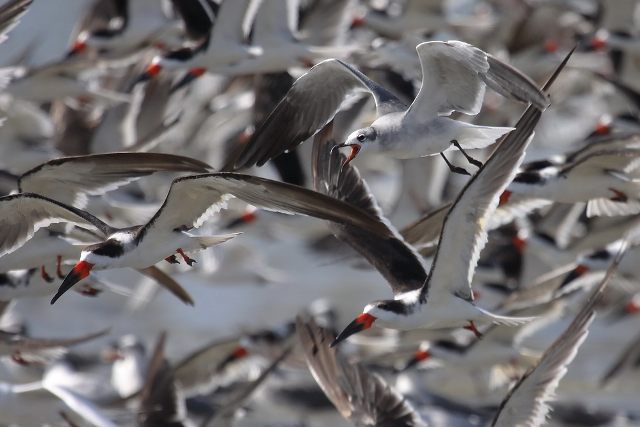 Black Skimmers